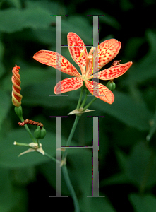 Picture of Iris domestica 