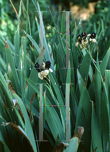 Picture of Iris domestica 