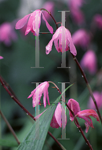 Picture of Bletilla striata 