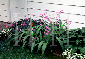 Picture of Bletilla striata 