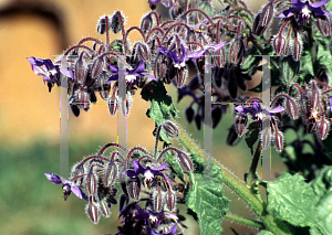 Picture of Borago officinalis 