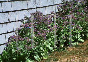 Picture of Borago officinalis 