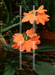 Picture of Crossandra infundibuliformis 