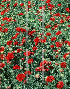 Picture of Gaillardia pulchella 'Red Plume'