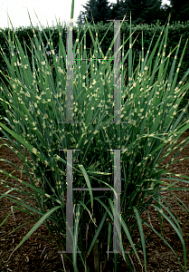 Picture of Miscanthus sinensis 'Strictus'