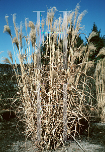 Picture of Miscanthus sinensis 'Strictus'