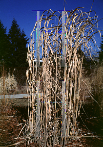 Picture of Miscanthus floridulus 