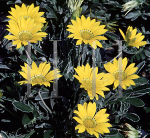 Picture of Gazania rigens 'Talent'