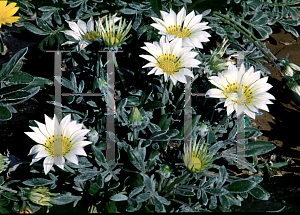 Picture of Gazania rigens 'Cream Beauty'