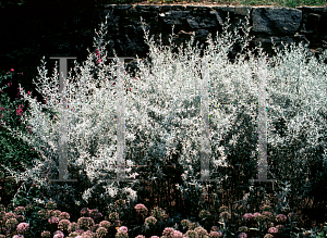 Picture of Artemisia ludoviciana 'Silver King'