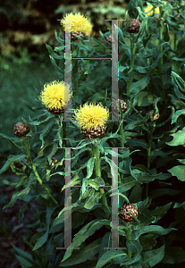 Picture of Centaurea macrocephala 