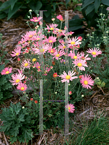 Picture of Dendranthema zawadskii 'Clara Curtis'