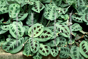 Picture of Maranta leuconeura 