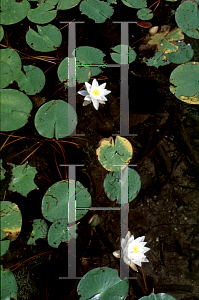 Picture of Nymphaea odorata 