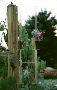 Picture of Cobaea scandens 