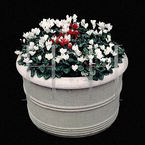 Picture of Cyclamen persicum 