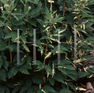 Picture of Filipendula ulmaria 'Variegata'