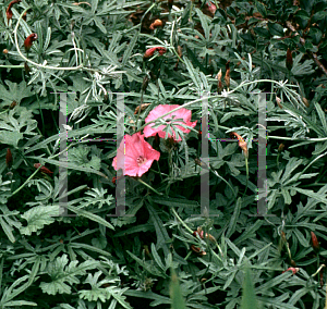 Picture of Convolvulus althaeoides ssp. tenuissimus 