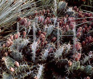 Picture of Opuntia phaeacantha 