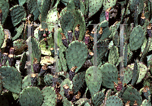 Picture of Opuntia littoralis var. vaseyi 