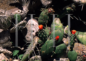 Picture of Opuntia macbridei 