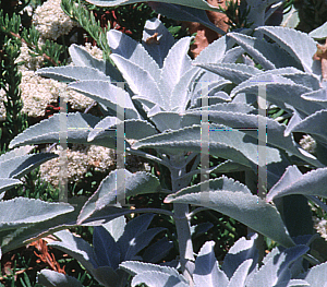 Picture of Salvia apiana 