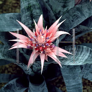 Picture of Aechmea fasciata 'Super Auslese'