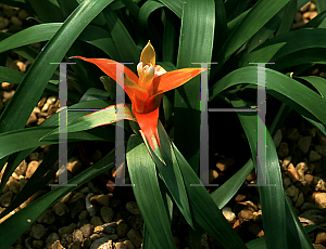 Picture of Guzmania lingulata 'Minor'