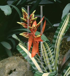 Picture of Aechmea chantinii 'Samuri'