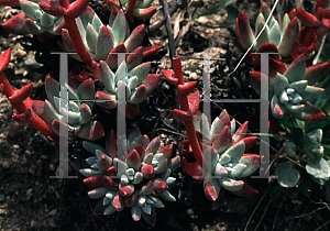 Picture of Dudleya farinosa 