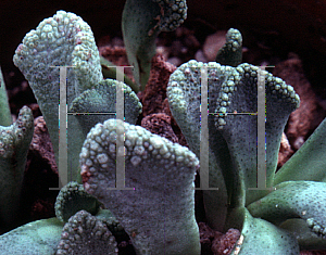Picture of Titanopsis calcarea 