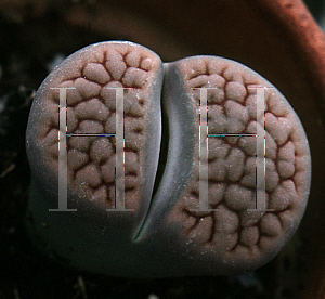 Picture of Lithops hookeri var. lutea 