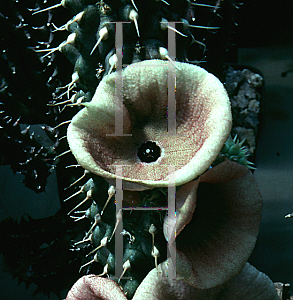 Picture of Hoodia gordonii 