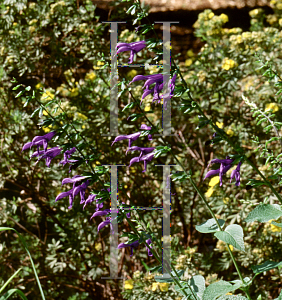 Picture of Salvia guaranitica 