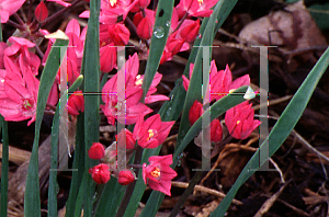 Picture of Allium oreophilum 