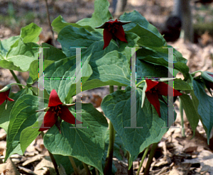 Picture of Trillium erectum 