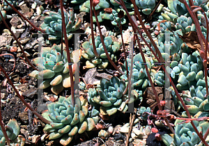 Picture of Echeveria amoena 