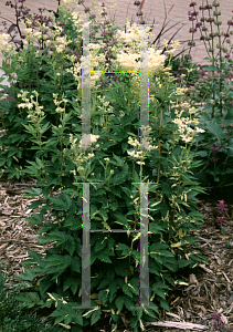 Picture of Filipendula ulmaria 'Variegata'