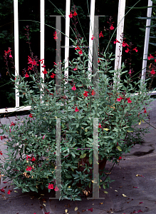 Picture of Salvia greggii 'Raspberry Ripple'