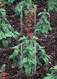 Picture of Salvia coccinea 'Lady in Red'