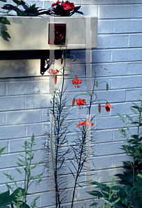 Picture of Lilium pumilum 'Red Butterflies'