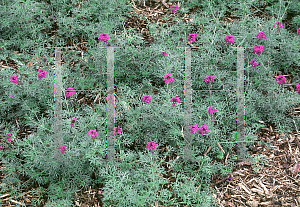 Picture of Verbena tenuisecta 'Imagination'