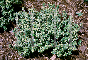 Picture of Thymus x citriodorus 'Aureus'