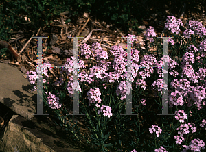 Picture of Aethionema grandiflorum 