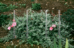 Picture of Convolvulus althaeoides ssp. tenuissimus 