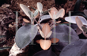 Picture of Kalanchoe orygalis 