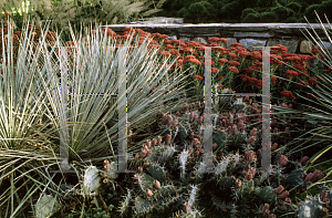 Picture of Opuntia phaeacantha 