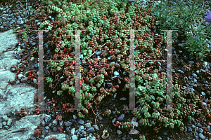 Picture of Sedum divergens 