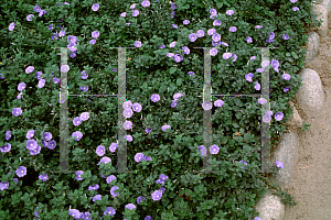 Picture of Convolvulus sabatius 