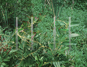 Picture of Cuscuta campestris 